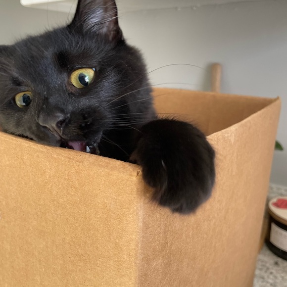 Meet your Posher, Destinee - Picture 4 of 5